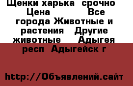 Щенки харька! срочно. › Цена ­ 5 000 - Все города Животные и растения » Другие животные   . Адыгея респ.,Адыгейск г.